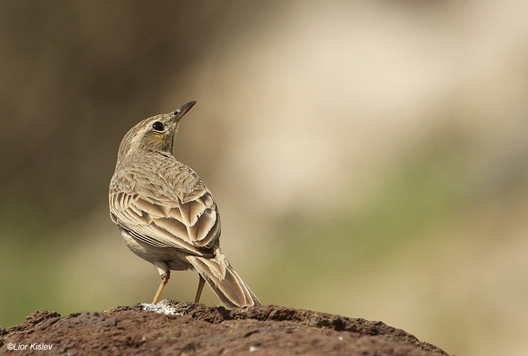    Long-billed Pipit  Anthus similis ,Susita,Golan, 07-03-11